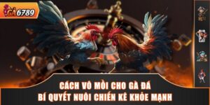 Cách Vô Mồi Cho Gà Đá - Bí Quyết Nuôi Chiến Kê Khỏe Mạnh
