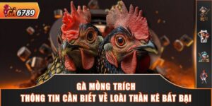 Gà Mồng Trích - Thông Tin Cần Biết Về Loài Thần Kê Bất Bại