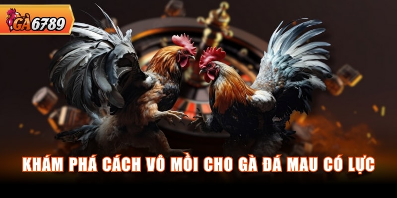 Khám phá cách vô mồi cho gà đá mau có lực