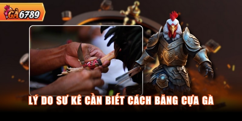 Lý do sư kê cần biết cách băng cựa gà Lý do sư kê cần biết cách băng cựa gà