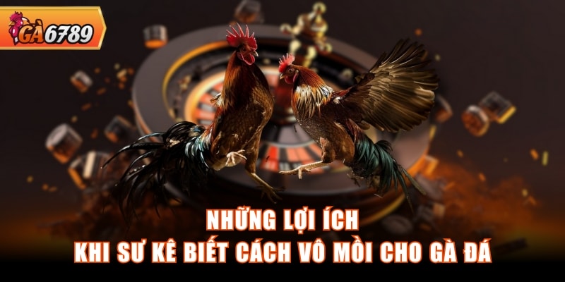 Những lợi ích khi sư kê biết cách vô mồi cho gà đá