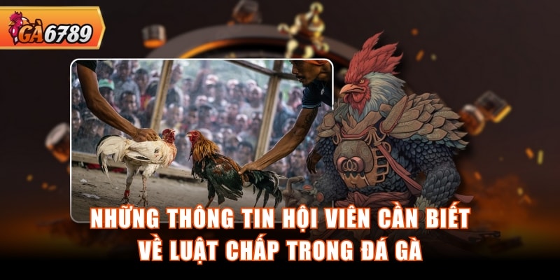 Những thông tin hội viên cần biết về luật chấp trong đá gà