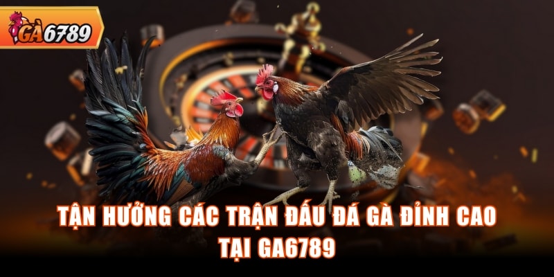 Tận hưởng các trận đấu đá gà đỉnh cao tại GA6789 Tận hưởng các trận đấu đá gà đỉnh cao tại GA6789
