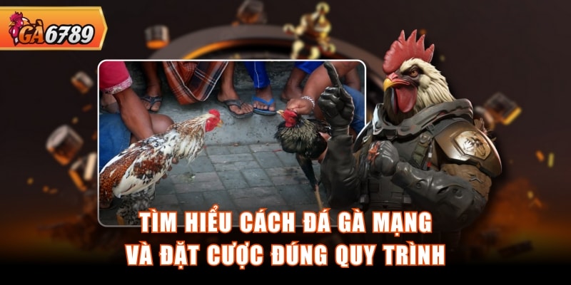 Tìm hiểu cách đá gà mạng và đặt cược đúng quy trình