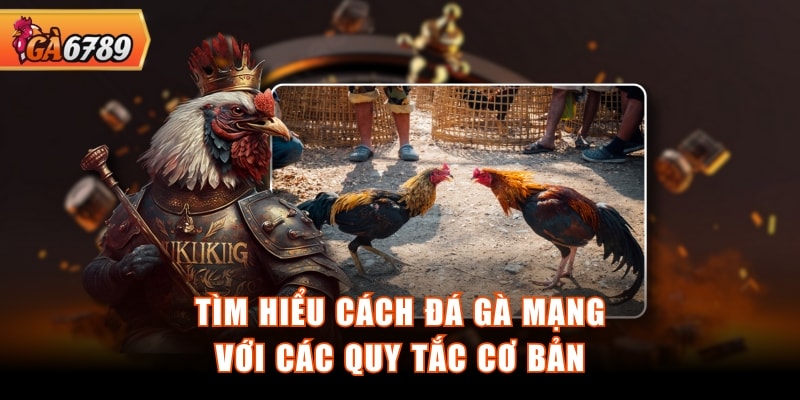 Tìm hiểu cách đá gà mạng với các quy tắc cơ bản